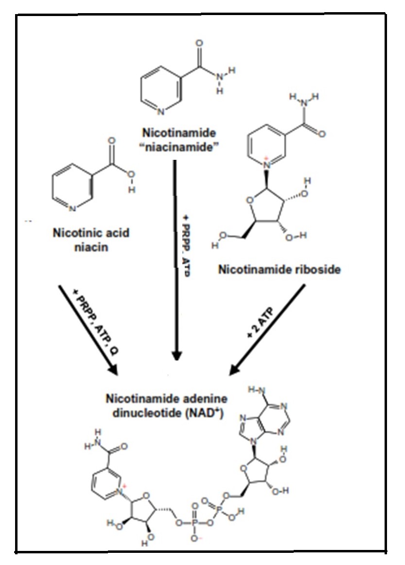 Figure 24c.1