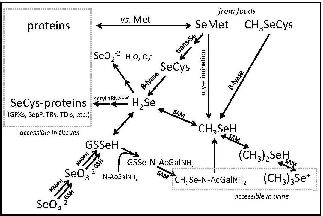 Figure 25b.1